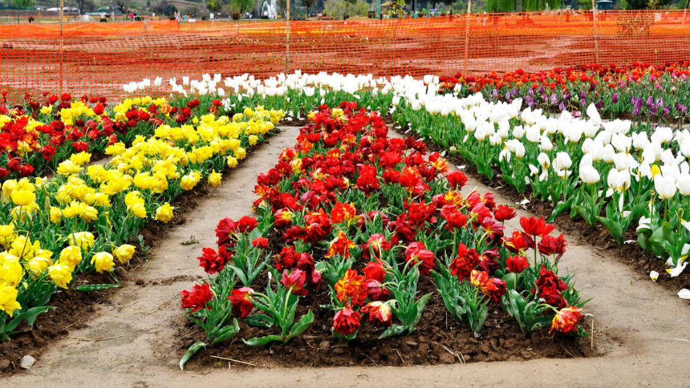 Indira Gandhi Memorial Tulip Garden